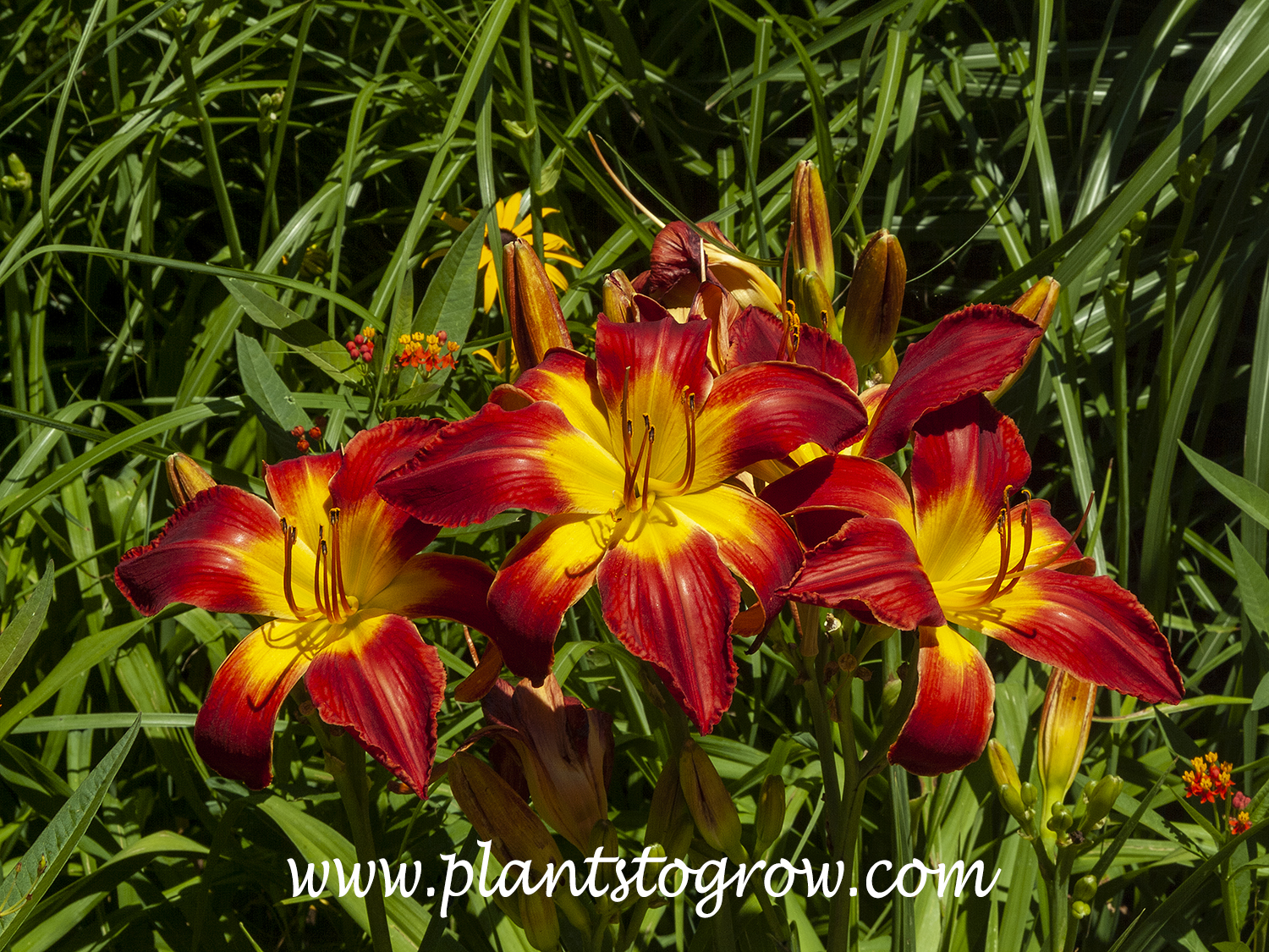 ‘All American Chief’ Daylily (Hemerocallis) | Plants To Grow Plants